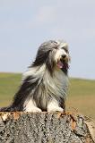 BEARDED COLLIE 271
